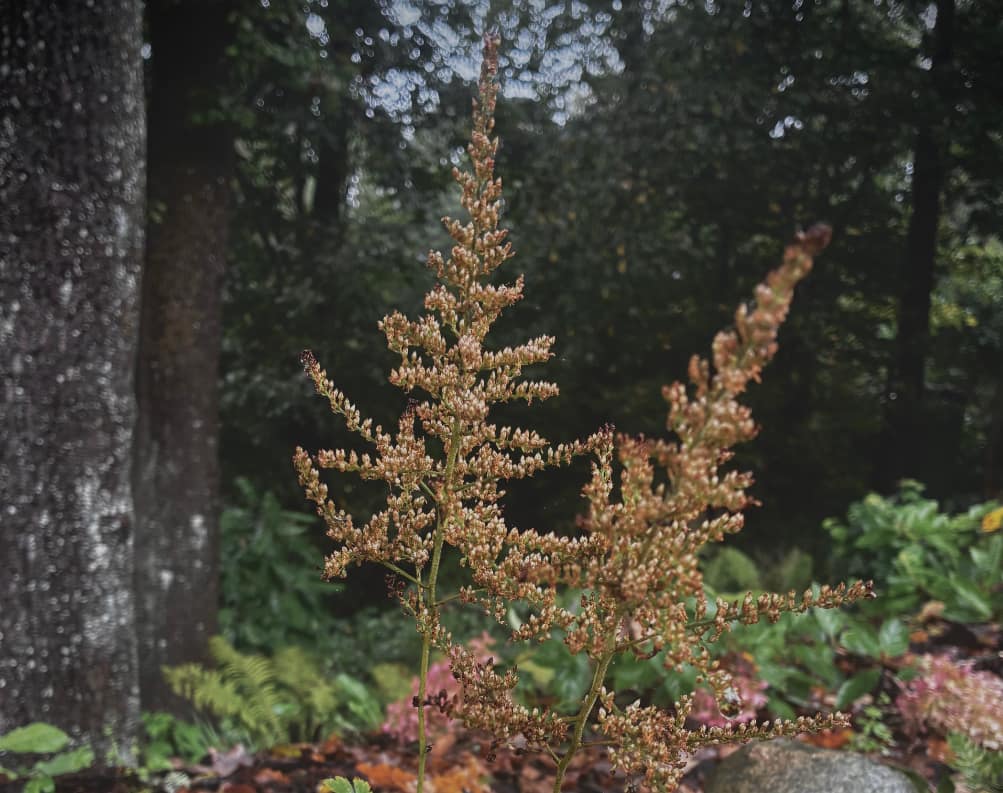 astilbes rudeni