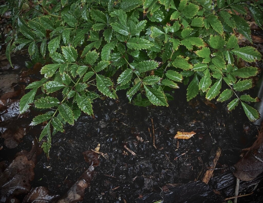Astilbes ir ju augimo salygos